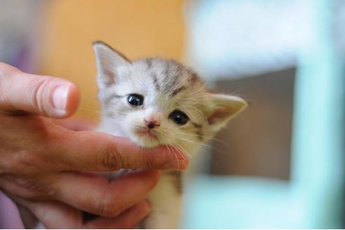 成約済の岡山県のスコティッシュフォールド-28230の1枚目